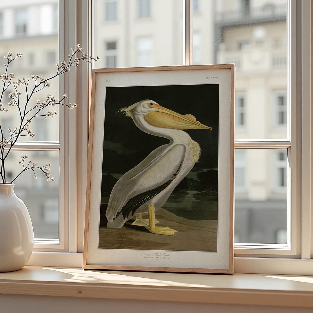 Vintage Audubon Pelican Poster – 19th Century Ornithology Wall Art ...