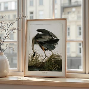 Vintage Audubon Blue Heron Poster – Antique Bird Illustration Wall Art