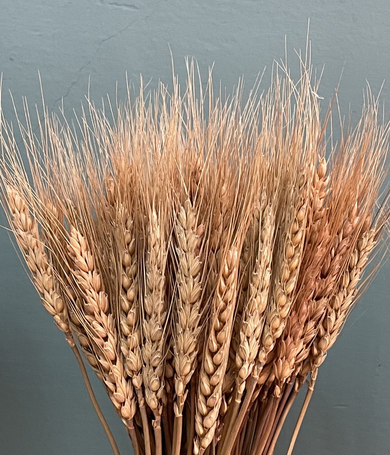 100 stem wheat/natural wheat/wheat bouquet/wedding home decoration image 6