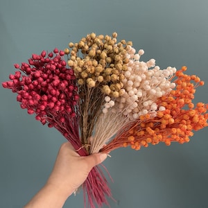 May include: A bouquet of dried flowers in four colors: red, beige, white, and orange. The flowers are arranged in a hand-held bouquet.