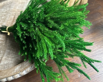 Natural Lycopodium Stems: DIY Christmas Floral Supply, 15 Stems