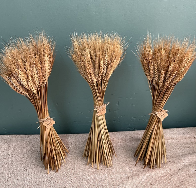 100 stem wheat/natural wheat/wheat bouquet/wedding home decoration image 4