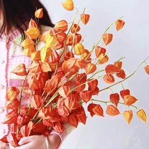 Könnte beinhalten: Ein Strauß getrockneter orangefarbener und gelber Papierlaternen, auch bekannt als chinesische Laternen, gehalten von einer Person.