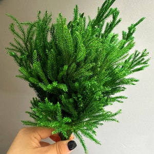 Könnte beinhalten: Ein Bund grüner künstlicher Pflanzen, die einem kleinen Kiefernbaum ähneln, mit langen, dünnen Nadeln.