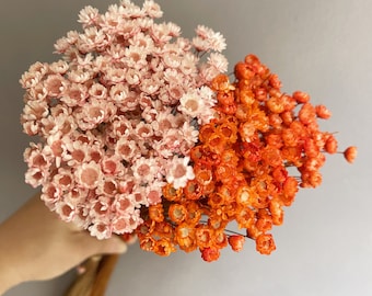 High quality orange dried flowers/pink small dried flowers/star flowers/mini dried flowers