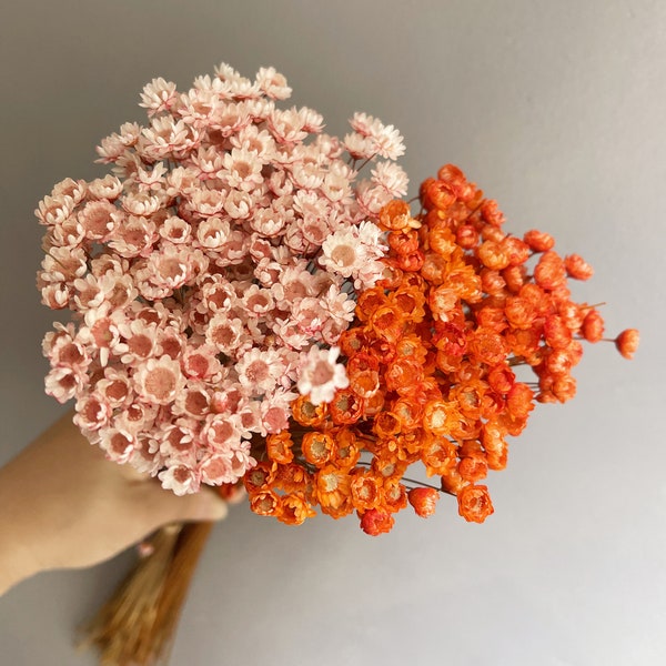 High quality orange dried flowers/pink small dried flowers/star flowers/mini dried flowers