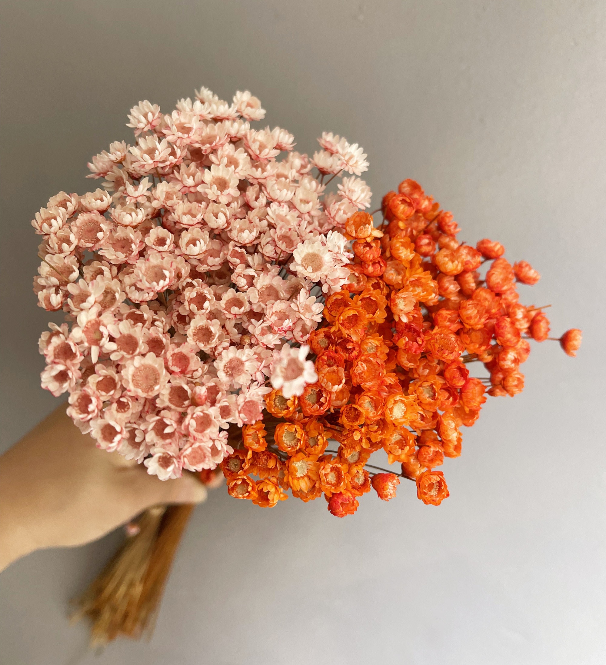 Dried Dahlia Flower Stems Bouquet With Color Options 