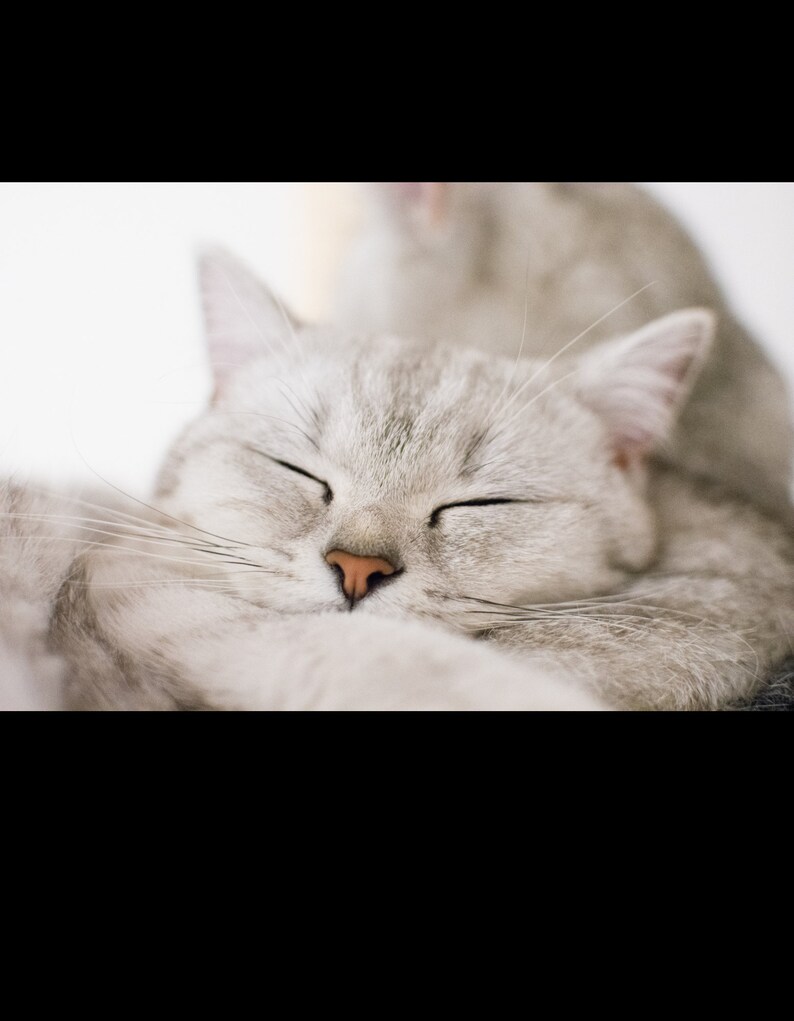 Peut inclure: Gros plan sur un chat blanc endormi, les yeux ferm&eacute;s. Le nez du chat est rose et sa fourrure est douce et moelleuse.