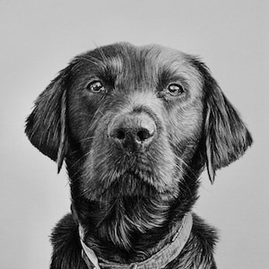 Custom Pet Portrait, Pet Memorial, Gifts, Dogs, Dog Drawing, Charcoal Drawing, Pet Sketch, Pet Loss, Wall Art, Wall Decor, Bespoke Portrait zdjęcie 1