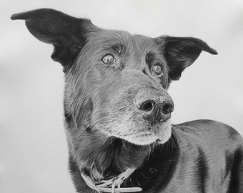 Custom Pet Portrait, Pet Memorial, Gifts, Dogs, Dog Drawing, Charcoal Drawing, Pet Sketch, Pet Loss, Wall Art, Wall Decor, Bespoke Portrait