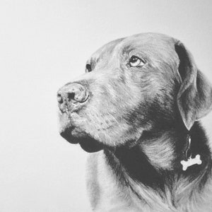 Custom Pet Portrait, Pet Memorial, Gifts, Dogs, Dog Drawing, Charcoal Drawing, Pet Sketch, Pet Loss, Wall Art, Wall Decor, Bespoke Portrait zdjęcie 3
