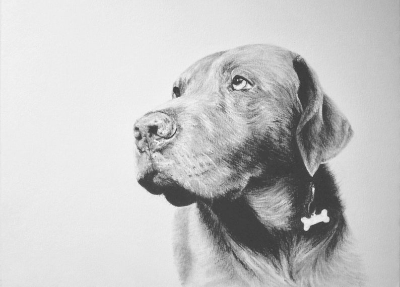 Custom Pet Portrait, Pet Memorial, Gifts, Dogs, Dog Drawing, Charcoal Drawing, Pet Sketch, Pet Loss, Wall Art, Wall Decor, Bespoke Portrait zdjęcie 3