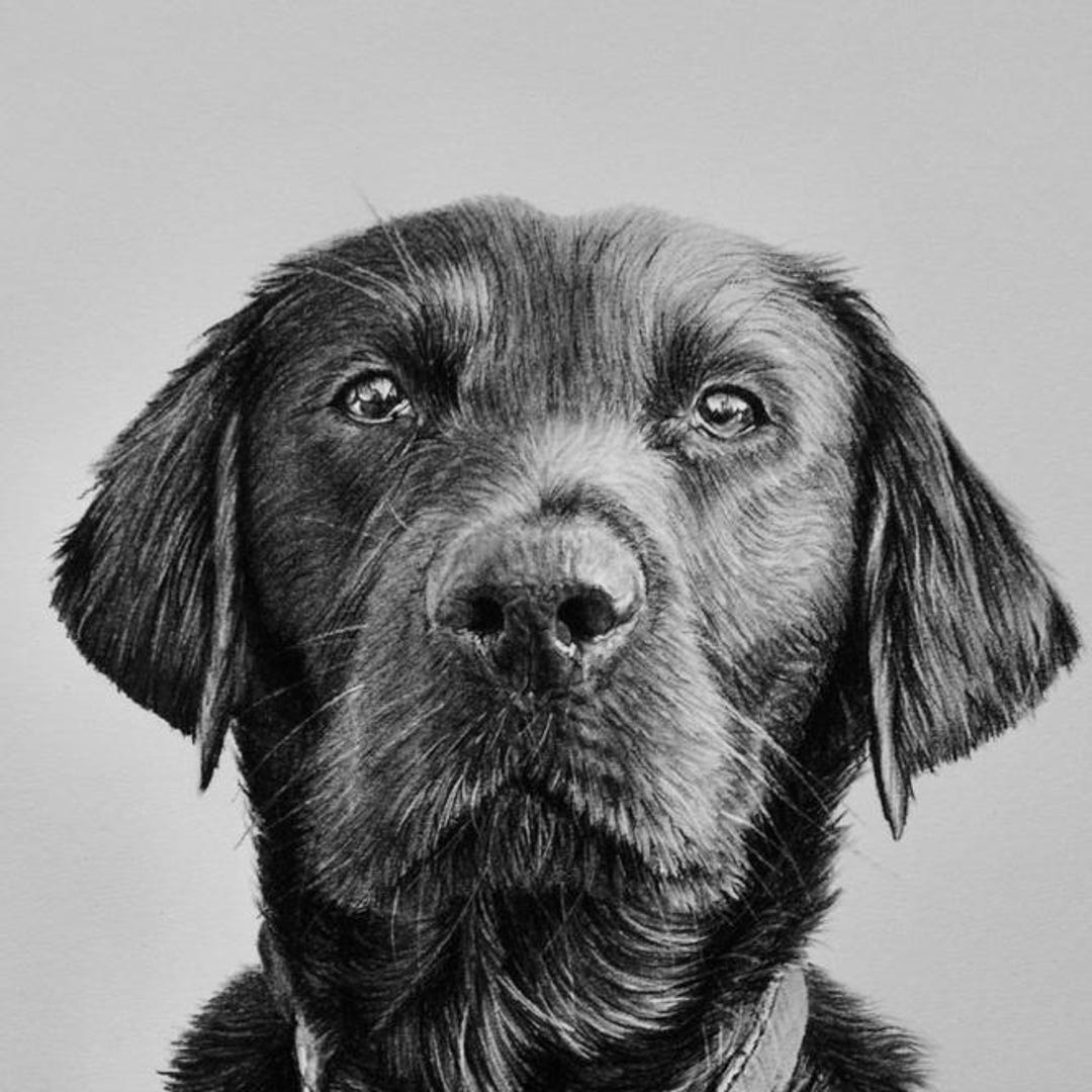 Custom Dog Portrait From Photo, Hand Drawn Pet Portrait, Personalized ...