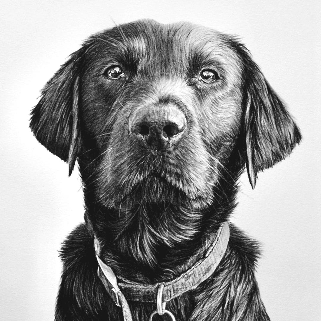 Dog Memorial Portrait From Photo, Custom Hand Drawn Charcoal Dog ...