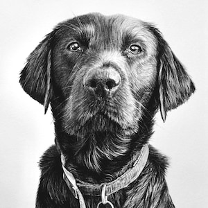 パグ - 色鉛筆画プリント - 犬のイラスト - アーティスト Gary Tymon