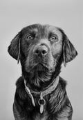 Custom Pet Portrait, Pet Memorial, Gifts, Dogs, Dog Drawing, Charcoal Drawing, Pet Sketch, Pet Loss, Wall Art, Wall Decor, Bespoke Portrait