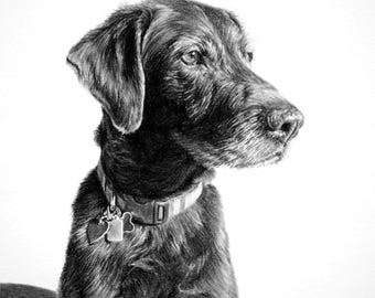 May include: A detailed black and white pencil drawing of a dog. The dog has a collar with a tag. The dog is looking to the right. The dog has a long snout and floppy ears. The dog's fur is textured.