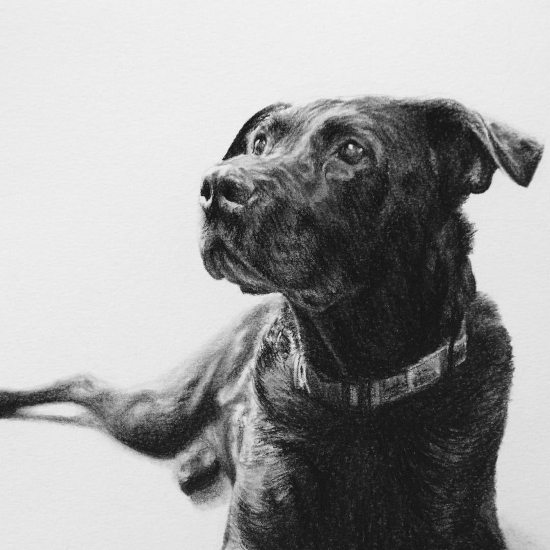 Custom Dog Portrait From Photo, Hand Drawn Charcoal Pet Portrait ...