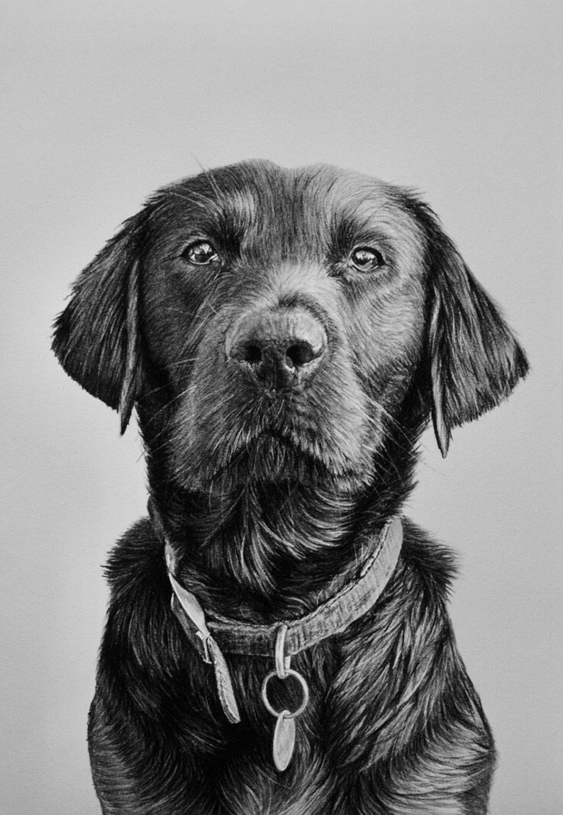 Custom Pet Portrait, Pet Memorial, Gifts, Dogs, Dog Drawing, Charcoal Drawing, Pet Sketch, Pet Loss, Wall Art, Wall Decor, Bespoke Portrait image 1