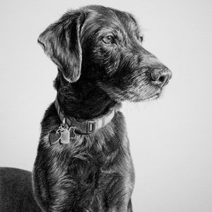 Custom Pet Portrait, Pet Memorial, Gifts, Dogs, Dog Drawing, Charcoal Drawing, Pet Sketch, Pet Loss, Wall Art, Wall Decor, Bespoke Portrait zdjęcie 6