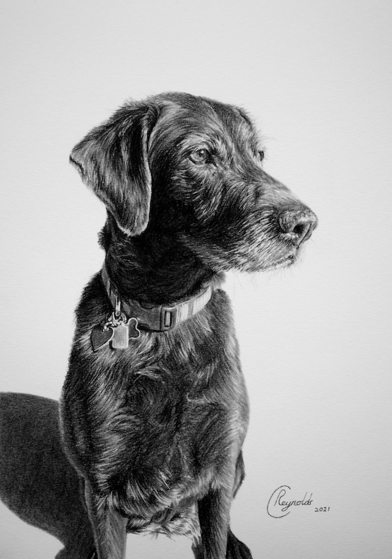 Custom Pet Portrait, Pet Memorial, Gifts, Dogs, Dog Drawing, Charcoal Drawing, Pet Sketch, Pet Loss, Wall Art, Wall Decor, Bespoke Portrait zdjęcie 6