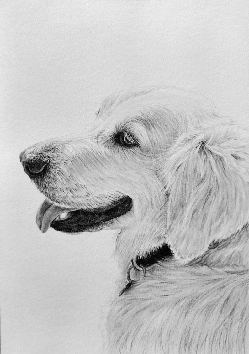 Custom Pet Portrait, Pet Memorial, Gifts, Dogs, Dog Drawing, Charcoal Drawing, Pet Sketch, Pet Loss, Wall Art, Wall Decor, Bespoke Portrait zdjęcie 2