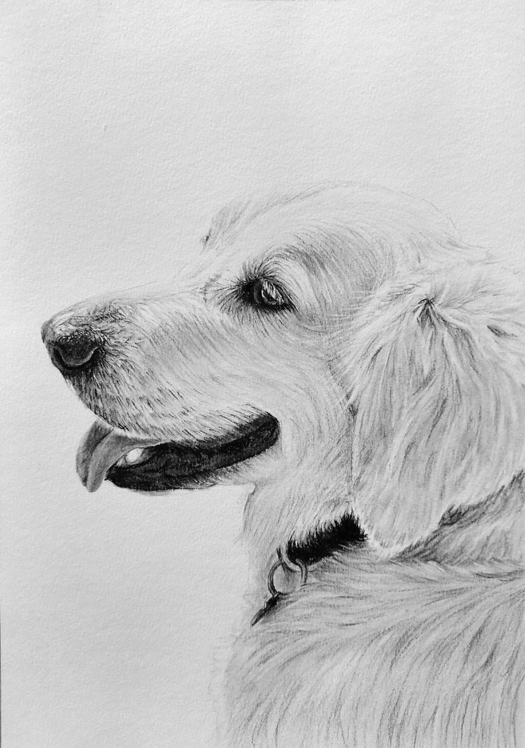 Custom Pet Portrait Pet Memorial Gifts Dogs Dog Drawing Etsy