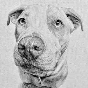 Custom Pet Portrait, Pet Memorial, Gifts, Dogs, Dog Drawing, Charcoal Drawing, Pet Sketch, Pet Loss, Wall Art, Wall Decor, Bespoke Portrait zdjęcie 5
