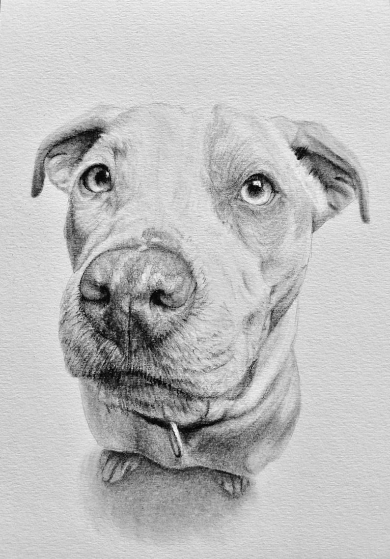 Custom Pet Portrait, Pet Memorial, Gifts, Dogs, Dog Drawing, Charcoal Drawing, Pet Sketch, Pet Loss, Wall Art, Wall Decor, Bespoke Portrait zdjęcie 5