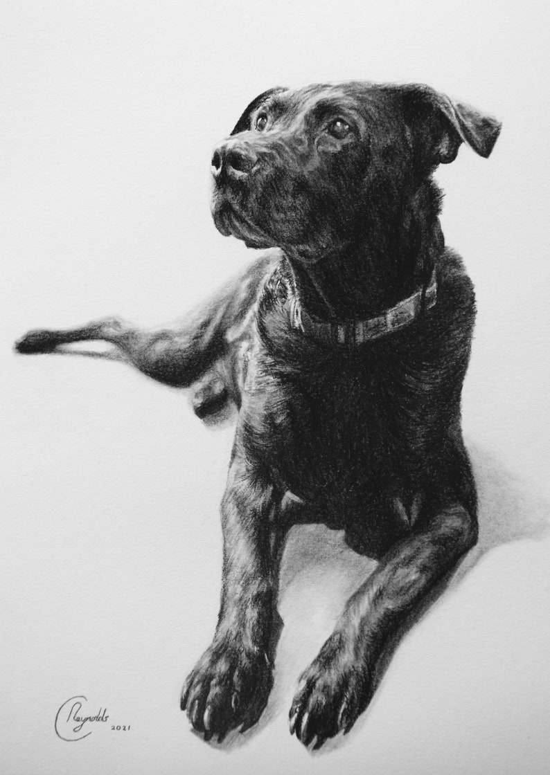 Custom Pet Portrait, Pet Memorial, Gifts, Dogs, Dog Drawing, Charcoal Drawing, Pet Sketch, Pet Loss, Wall Art, Wall Decor, Bespoke Portrait image 8