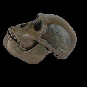 May include: A bronze-colored primate skull, showcasing detailed bone structure and teeth. The skull is set against a black background, highlighting its form and texture. This item is ideal for educational purposes or as a unique decorative piece.