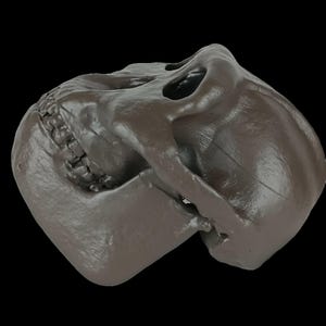 May include: A dark brown skull prop with visible teeth and eye sockets. The skull is angled, showcasing its detailed structure against a black background. The prop appears to be made of a solid material.