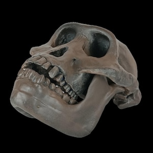 May include: A detailed, dark brown skull with visible teeth and eye sockets. The jaw is open, revealing the inside of the mouth. The skull is set against a black background, highlighting its features.