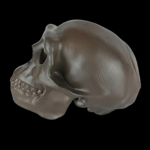 May include: A side profile of a brown skull against a black background. The skull has visible teeth and eye sockets. The surface of the skull has a slightly textured appearance, and the overall aesthetic is dark and gothic.