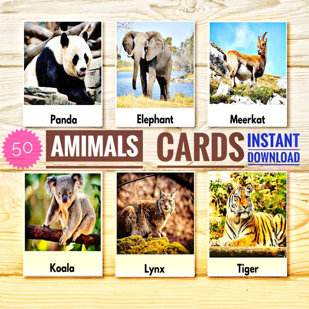 54 Animals Cards Animals Cards, Animals Flash Cards, Animals Name Cards