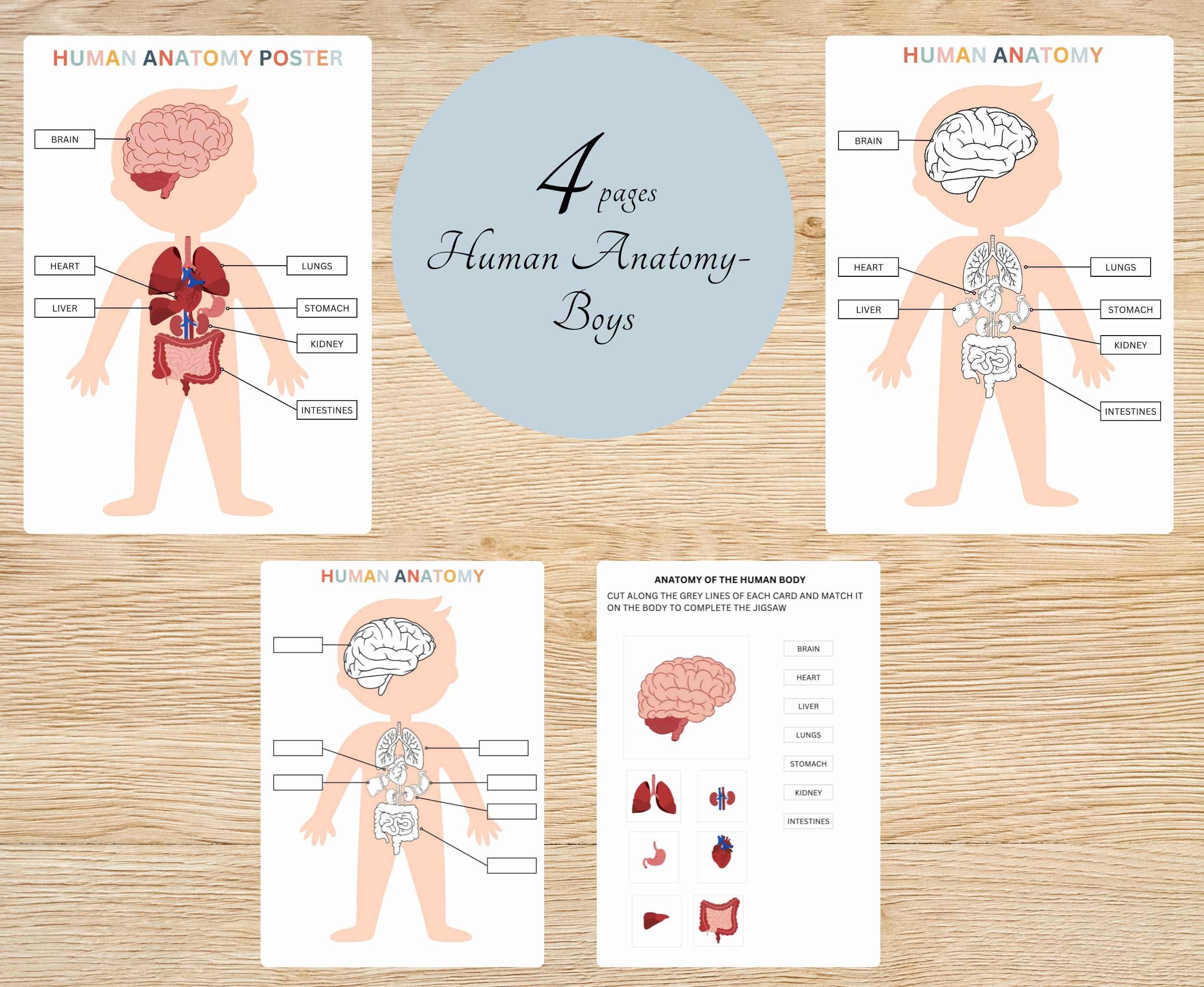 Human Anatomy Printables Human Organ Activity Anatomy Game - Etsy