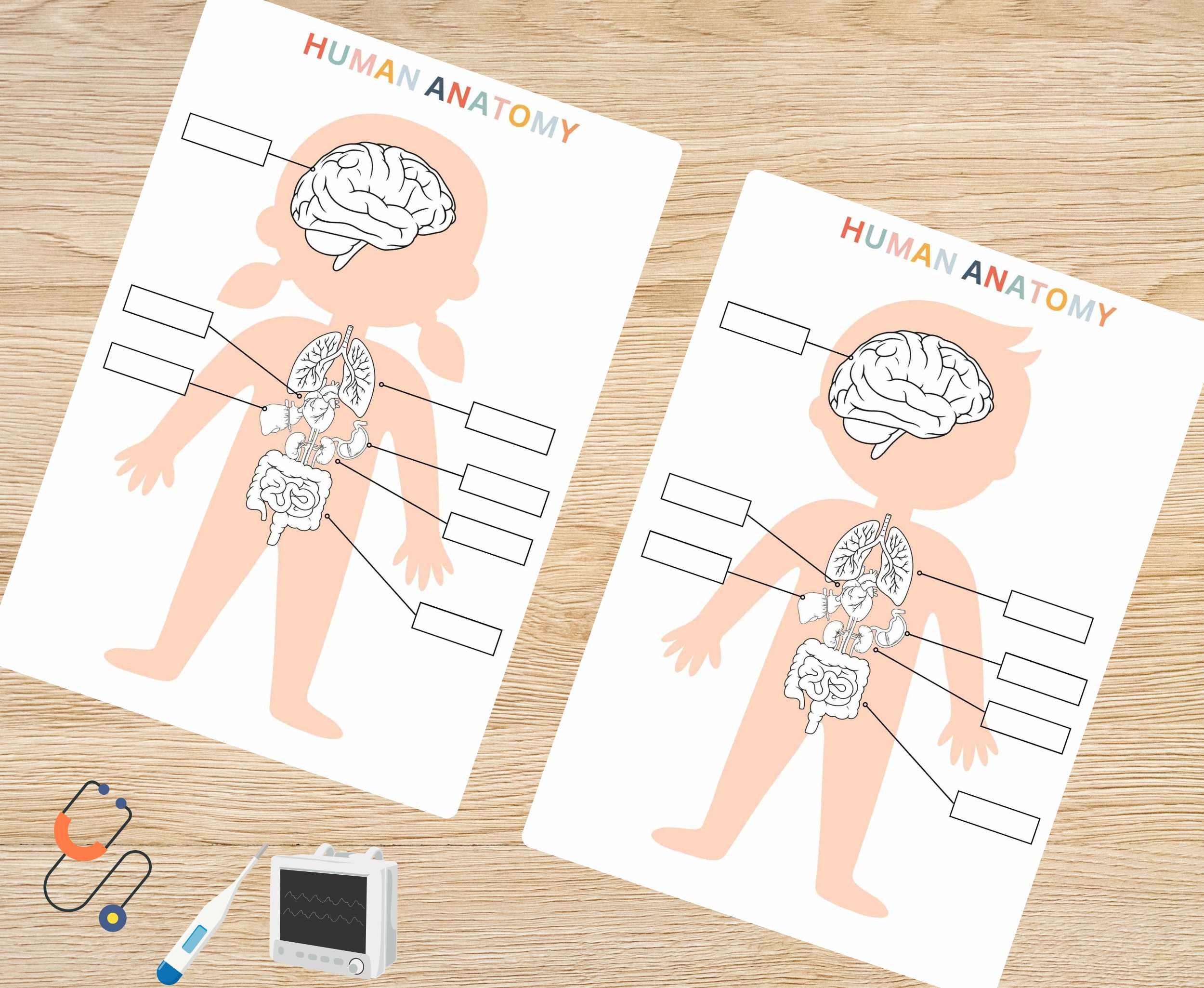 Human Anatomy Printables Human Organ Activity Anatomy Game - Etsy
