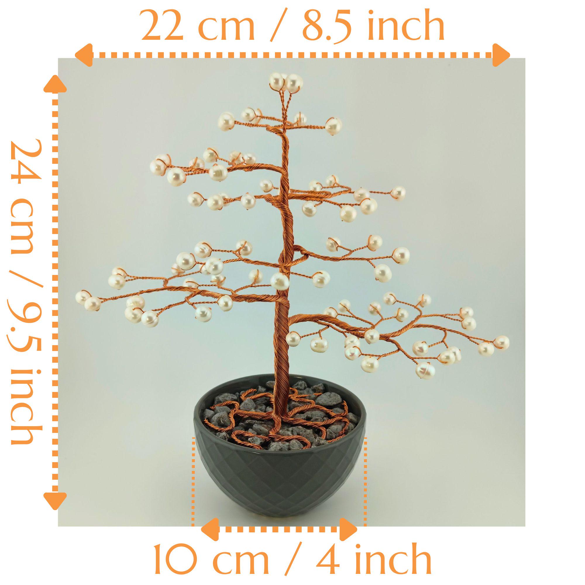 dracaena sp Dracaena Marginata 'Sunshine' | Indoor Plant | Tropical Plant | Potted  Plant main image 0