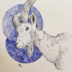 Ibex Portrait