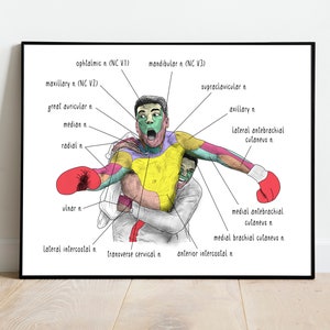 Boxer - Anatomie - Cutaneus Territorien - Gedruckte Kunst - Ohne Rahmen