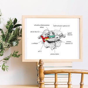 Vertebra - Anatomy - Printerd Art - Without Frame