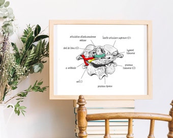 Vertèbre - Anatomie - Impression artistique - Sans cadre