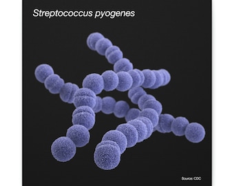 Streptococcus pyogenes