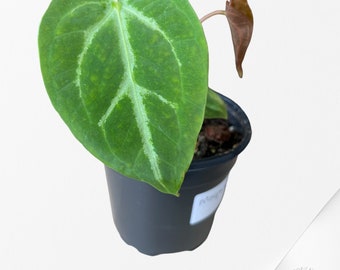 Anthurium Magnificum-AM04