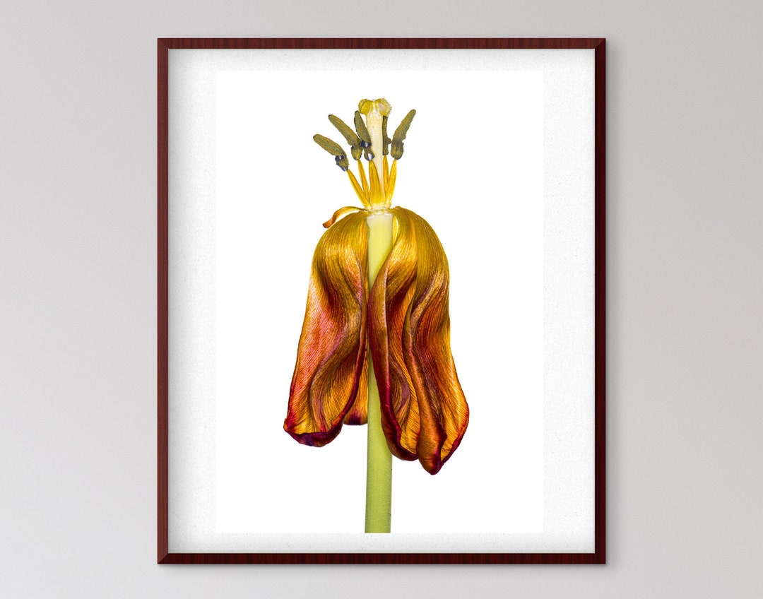 Flower Downloadable Print,printable Artwork,floral Photos,botanical ...
