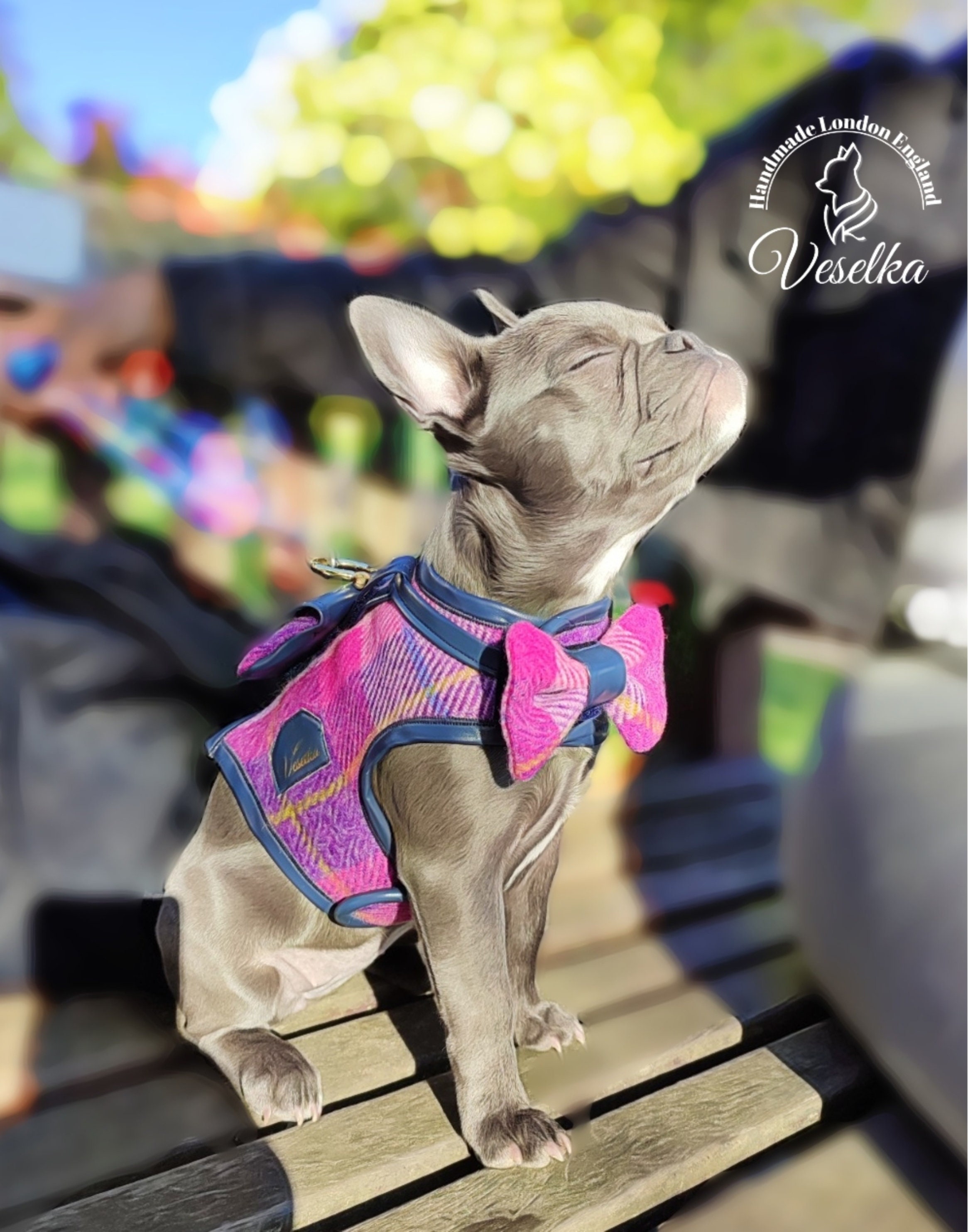 Bettedeals Designer Pet Clothes — Gucci Dog Collar and Leash Set