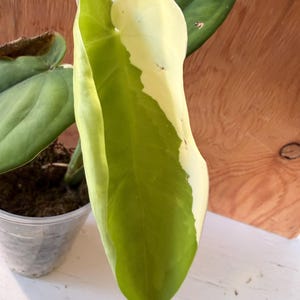 May include: A variegated Philodendron plant in a clear plastic pot. The elongated, heart-shaped leaves feature a distinct color pattern with sections of deep green, light lime green, and creamy white variegation across the foliage surface.