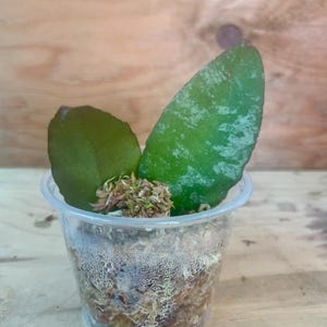 Hoya Caudata Gold - Etsy