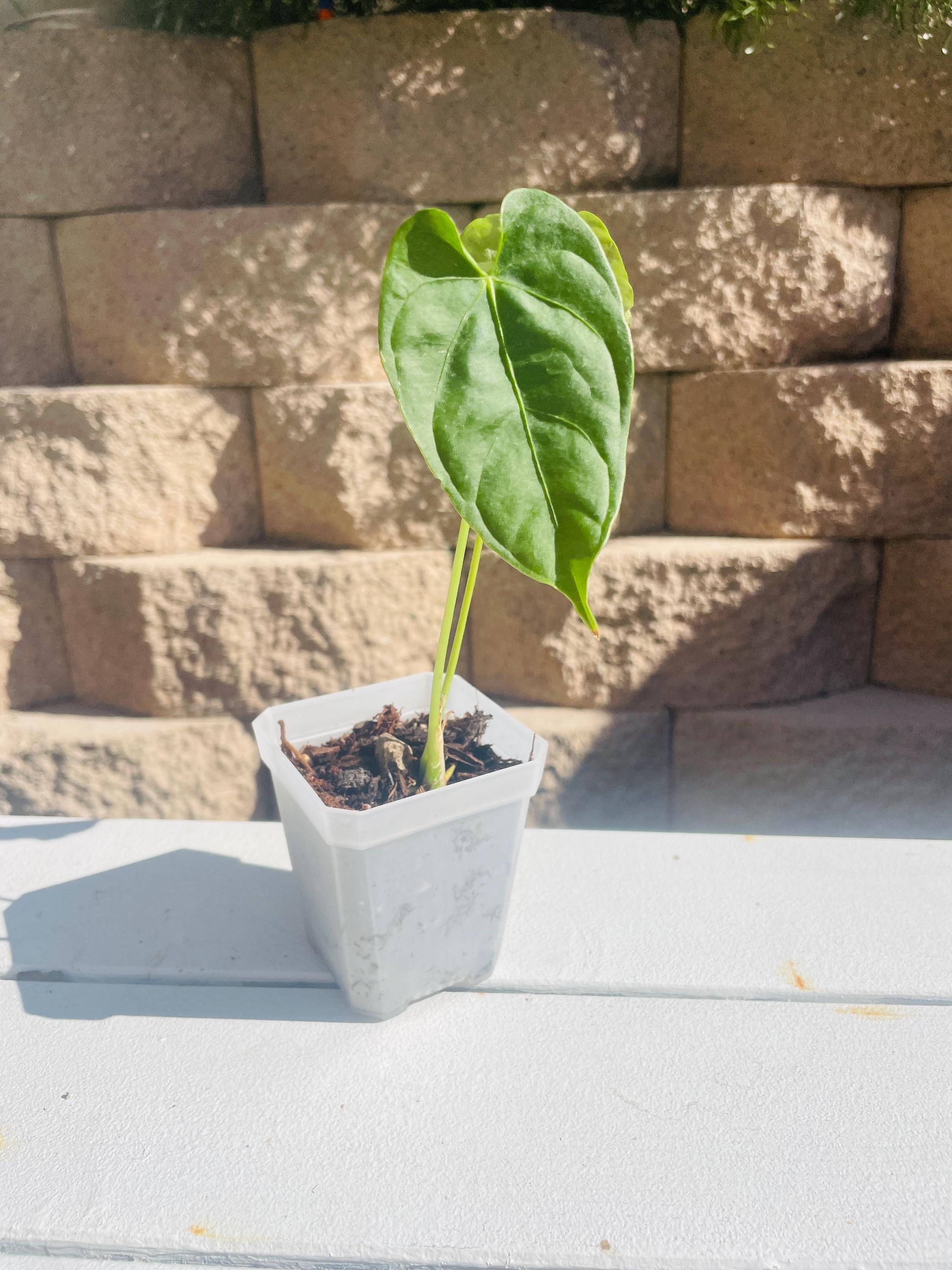 Anthurium Altaverapazense - Etsy Anthurium Altaverapazense - Etsy