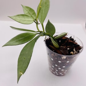 Hoya Lacunosa Silver Mint
